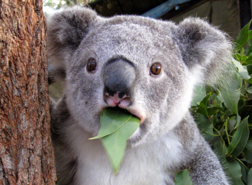 koala-e1627577700669-1392x1025.jpg