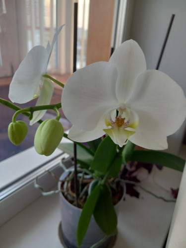 орхидея Ф.jpg