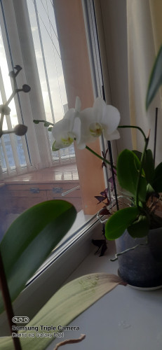 орхидея Ф2.jpg