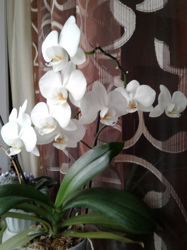 Орхидея Ф4.jpg